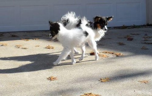 I am a concerned individual, wanting to make our planet a better place for all inhabitants!!! We fell in love with the Papillon Breed & wanted to share our Love