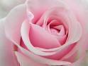 أحب المكوث هنا كثيراً ، * للإقتباسات ♥