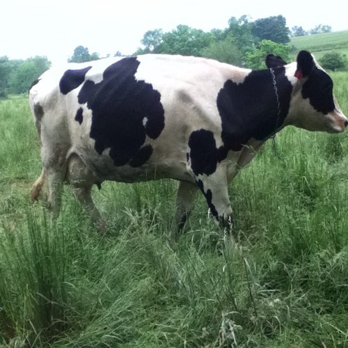 pics_nature's profile picture. 