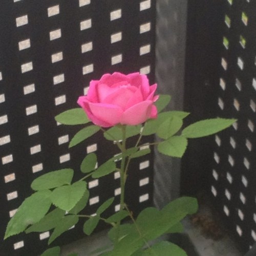 jkargaard's profile picture. 