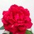 michele_are's profile image