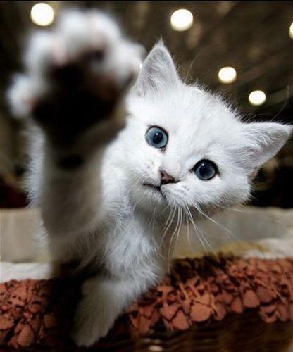 Si vive una sola volta. E qualcuno neppure una. Woody Allen