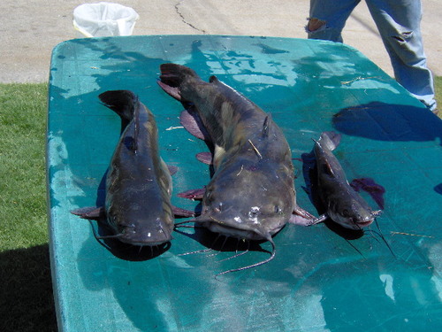 groman100's profile picture. BUSINESS OWNER  #PATRIOTISM!! #DRAINTHESWAMP  #MAGA