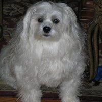 Laurie (@mhopeful) 's Twitter Profile