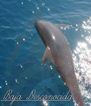 Se busca mostrar lo que se puede hacer en La Península de Baja California en relacion a escenarios naturales, turismo, cultura , historia, descubre Baja Sur