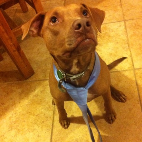 mschwartzer's profile picture. 