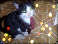 DapperCatSpike's profile picture. Yes, this is the OFFICIAL Facebook of me, Spike, the former stray cat turned cherished pet, model, and entrepreneur. Dapper Cat is Dapper. Business Cat is real.