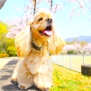 動物の癒しは最高ですが飼育は不安だらけですよね？当店でご購入して頂いた方のペットにはトータルライフプランニングと充実した保証をお付けしております。世界をつなぐSkypeのTV電話を使ったご紹介とLIVE中継、5系統の血統管理、血統書・紹介状を世界中に発行致します。詳しくは↓こちらまで^^※少し重いです