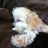 Wagtail10's profile image