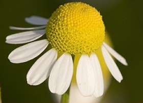 Camomilah's profile picture. Especializada em lingerie tamanhos grandes do 46 ao 60.Fabricação própria. Entrega para todo Brasil e Exterior .