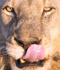 metzbo's profile picture. UK. London. Lover of family, Israel, African wildlife, Arsenal FC, the rule of law and surreal funny things.