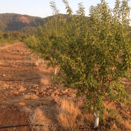 Badem uretimi, 4200 badem ağaci