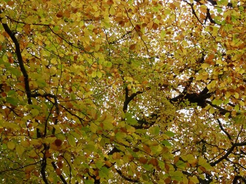 chandrini's profile picture. Transformational Integral Yoga teacher, trained at SriMa School Delhi; maker of natural creams & potions; longstanding UK voluntary sector activist.