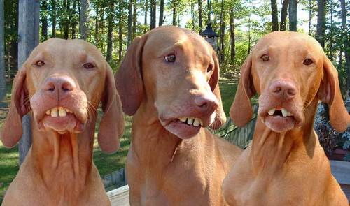 everythimg redneck #teamfollowback