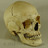 SkullShoppe's profile image