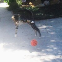 thebomb (@thebomb4) 's Twitter Profile