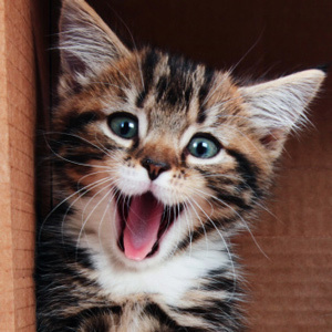 Not Really a Cat ♥ Male Patriot ♥ PokerPlayer  ♥  #TTO ♥ #TeamRT2EAT ♥ NoDMs ♥ Tweet Others As You Wish To Be Tweeted ♥ #CertifiedGeezer ♥18+ ♥ #UnFollowedBack