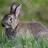 Christian Buckner - @buckcs1rabbit - Twitter