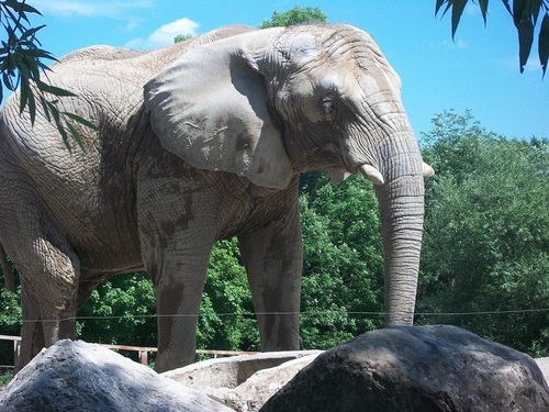 save3elephants's profile picture. Following the lives of the three female African elephants Toka, Iringa and Thika who were at the Toronto Zoo.