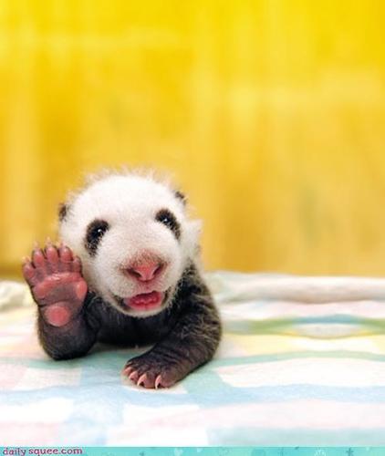 granddolph's profile picture. 