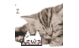 misoneko0822's profile image