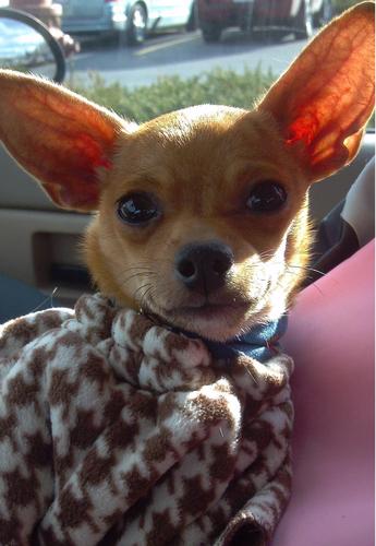I'm Angie's yippy lil Chihuahua. I may be little but I think I'm a Great Dane. My bark's worse than my bite. I love snuggling. My big sis Tiny gets on my nerves
