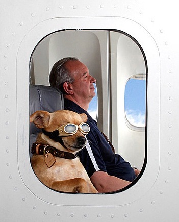 COMING SOON THIS SUMMER: Air Hollywood K9 Flight School http://t.co/I2wzVKZPMq