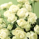آلاء حمزة (@1020Alaa) Twitter