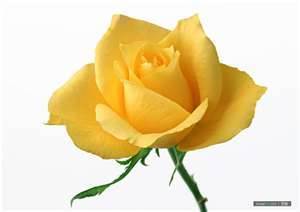 openapp_rose's profile picture. 这世界