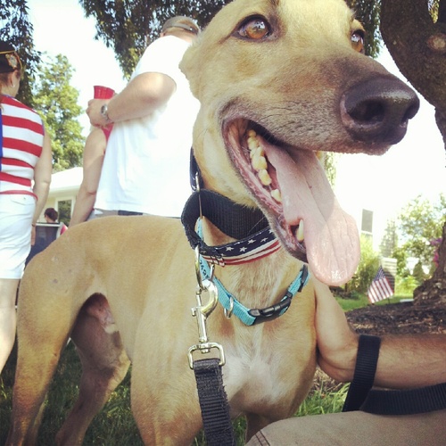 WalterWallerson's profile picture. My name is Walter. I'm a greyhound. I used to race professionally, but now I nap professionally.
