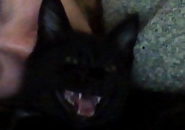 Calvin Kitty Harris. @harliespankin feeds me. i luv Levels and 2% milk. i cant stand @ParisHilton . #EDMcat #plur #meow