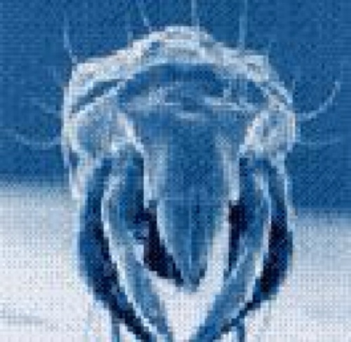 ackaro's profile picture. provi schifo, lo so... e mi piaci! you feel disgusted, I know... and I like you!