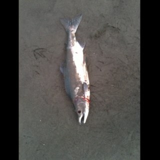 LKMKLK's profile picture. 