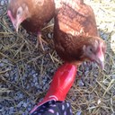 Dawn barr - @barr_dawn - Twitter