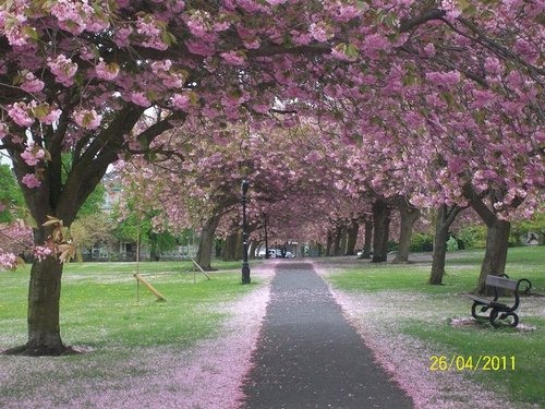 Living in Harrogate, England. Keen gardener and follower of local news !