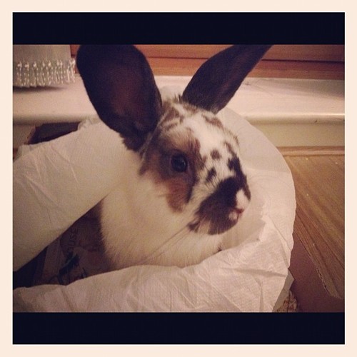 Eastendrabbit's profile picture. Cuteness ambassador and figure of 8 runner. Follow me and catch me if you can.