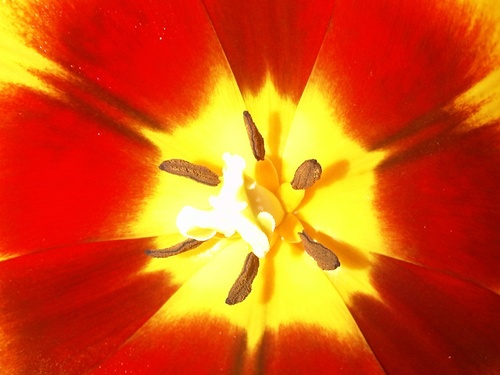 Vakredacteur bij Bloem en Blad: het vakblad voor de bloemendetailhandel