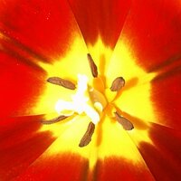 Cornéline Lanooy (@bloemenblad_cl) 's Twitter Profile Photo Cornéline Lanooy (@bloemenblad_cl) 's Twitter Profile Photo