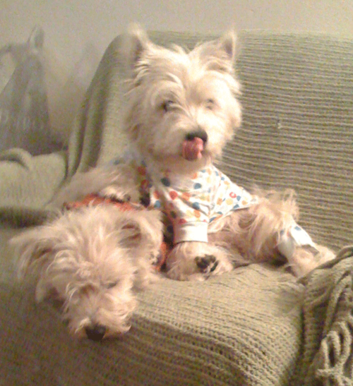 Theolivs's profile picture. We are way cute oliver is 2 and olivia is 1.  We love to run around all day long, our favorite game is tag.