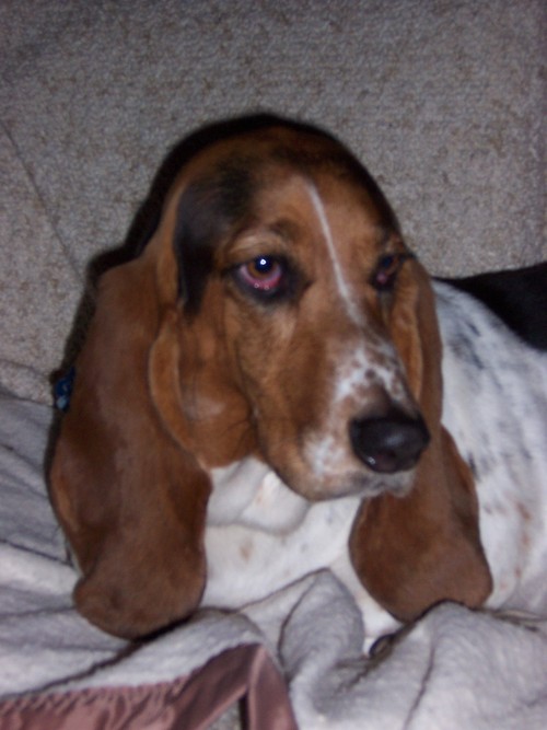 tawnyalawyer's profile picture. Business and intellectual property lawyer