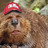 bhamdawgfan's profile image