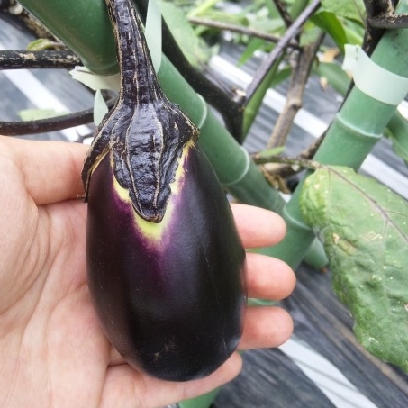 東京の伝統野菜である江戸東京野菜を広め、東京の農業を活性化させようと東京の現役高校生から有志が集いました。
　　★全国産業教育フェア(鹿児島大会)で優秀賞をいただきました