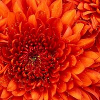 jose gonzalez (@genesis7070) 's Twitter Profile