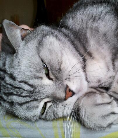 irishie24's profile picture. 