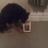 dogwalker66's profile image