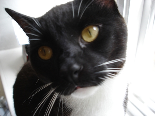 One night of insomnia my human signed me up to twitter .  I now have more followers then her, not hard she's an arsehole.

Born in Arnold. Raised elsewhere.
