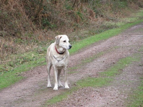 Hi, i'm a dog, 5 yr old Anatolian/ yellow lab cross. i love food and walkies #Woof @SimonCowell #SimonCowellStartThePawFactor