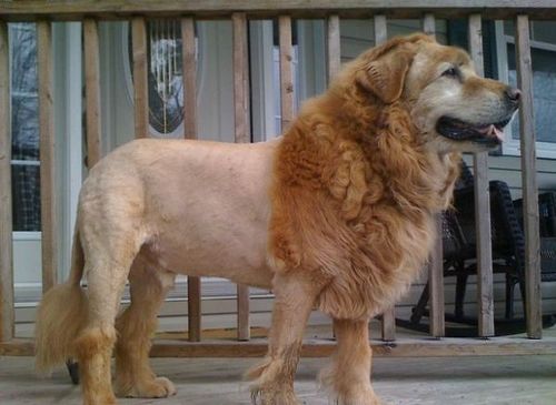 The best tweets about dogs
Contact at dogproblemstwitter@gmail.com