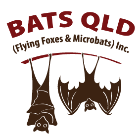 Bats QLD (Flying Foxes & Microbats) Inc. Australia Queensland Found a Bat - 24 Hour Rescue Hotline Gold Coast 0447222889