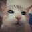 tal_amrani's profile image